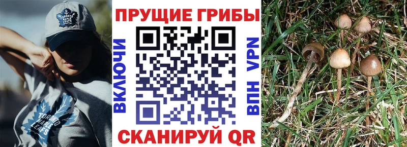 Псилоцибиновые грибы прущие грибы  Липецк 